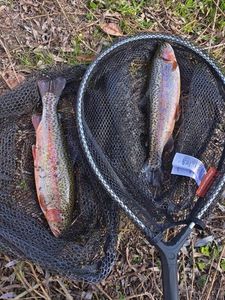 Rainbow Trout