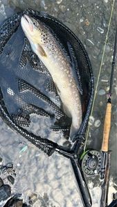 Brown Trout