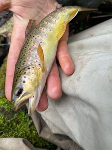 Brown Trout