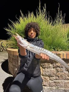 Great Barracuda