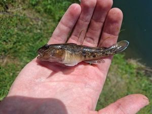 Round Goby