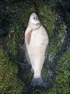 Common Bream