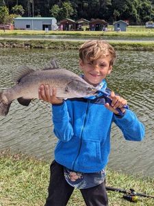 Barramundi