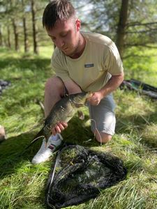 Mirror Carp