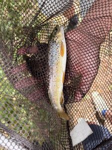 Brown Trout