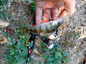 European Perch