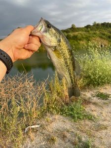 Largemouth Bass