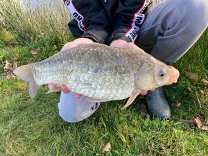 Prussian Carp