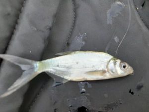 Common Bream