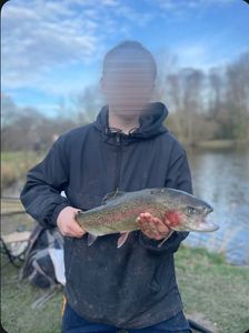 Rainbow Trout