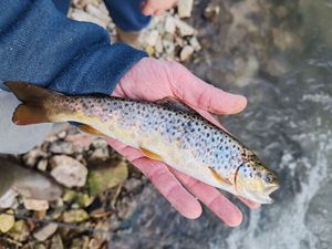 Brown Trout