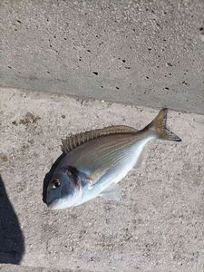 Gilthead Seabream