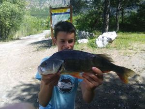 European Perch