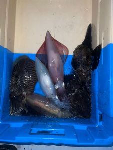 Common Cuttlefish