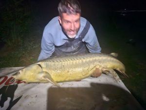 Sturgeon