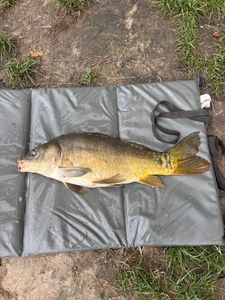 Mirror Carp