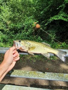 Smallmouth Bass