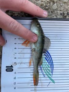 European Perch
