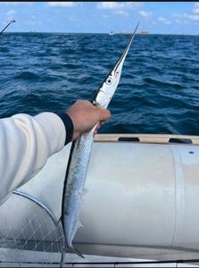 Garfish