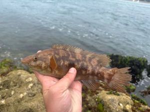 Ballan Wrasse