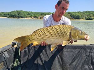 Common Carp