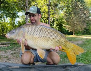 Common Carp
