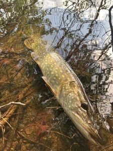 Northern Pike