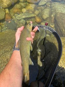 Brown Trout