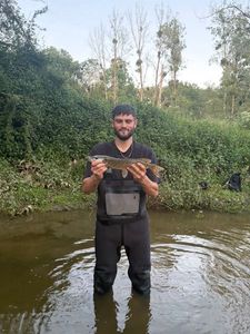 Northern Pike