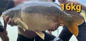 Common Carp