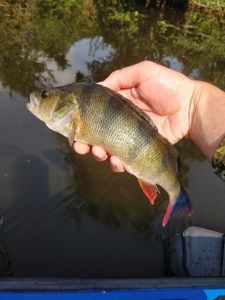 European Perch