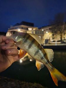 European Perch