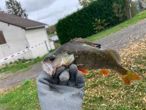 European Perch