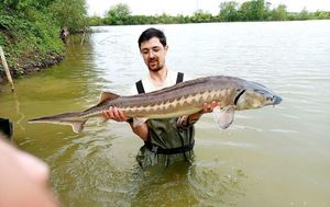 Sturgeon