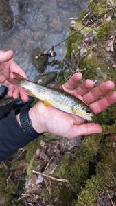 Brown Trout