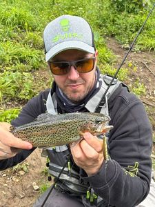 Rainbow Trout