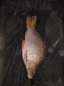 Common Carp