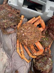 European Spider Crab