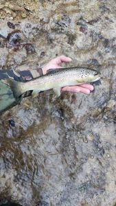 Brown Trout