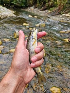 Brown Trout