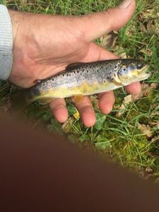 Brown Trout