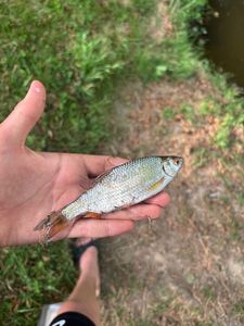 Roach