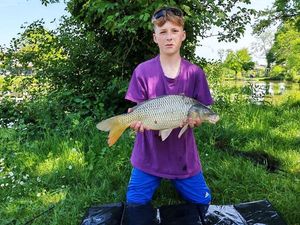 Common Carp