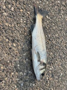 European Bass (Seabass)