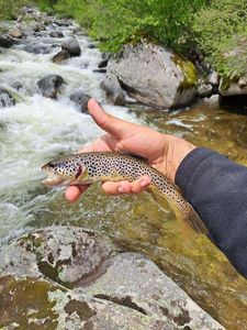 Brown Trout