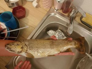 Brown Trout