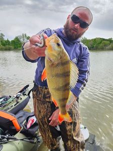 European Perch