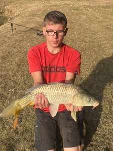 Common Carp
