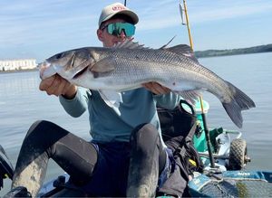 European Bass (Seabass)