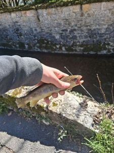 Brown Trout